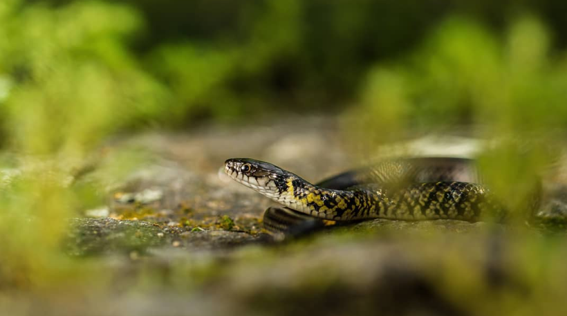 Serpentes comuns em Ubatuba