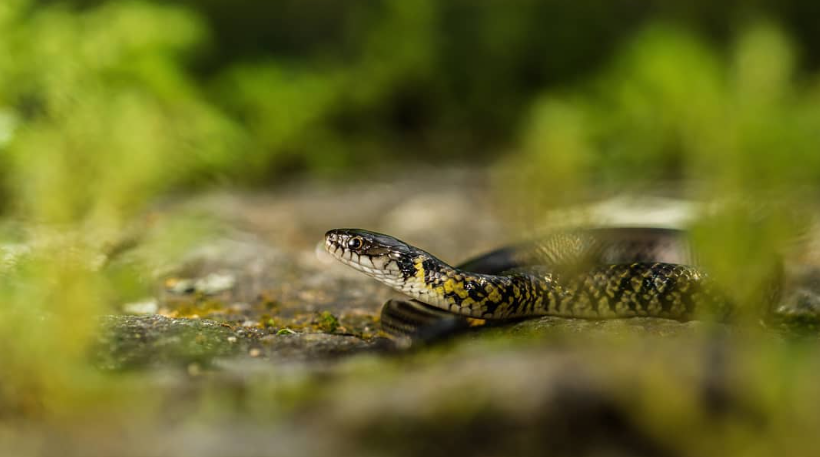 Linda Serpente Azul Brilhante Com Fundo Natural Foto de Stock