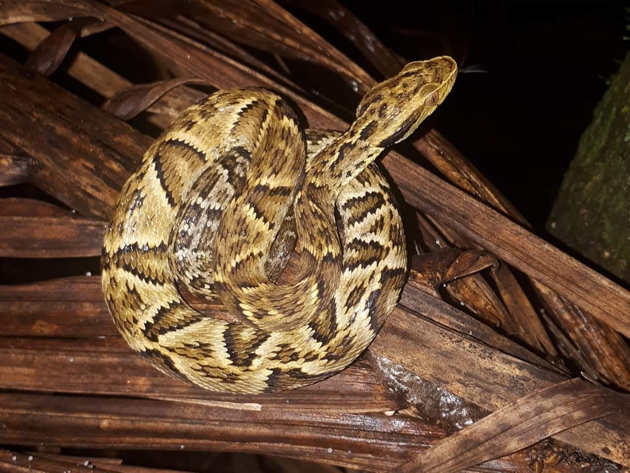 Serpentes comuns em Ubatuba - Curiosidades de Ubatuba