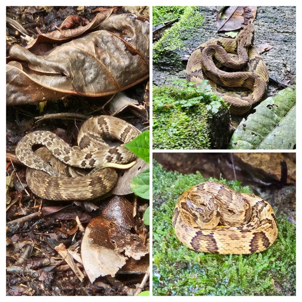 Diferentes Jararacas 