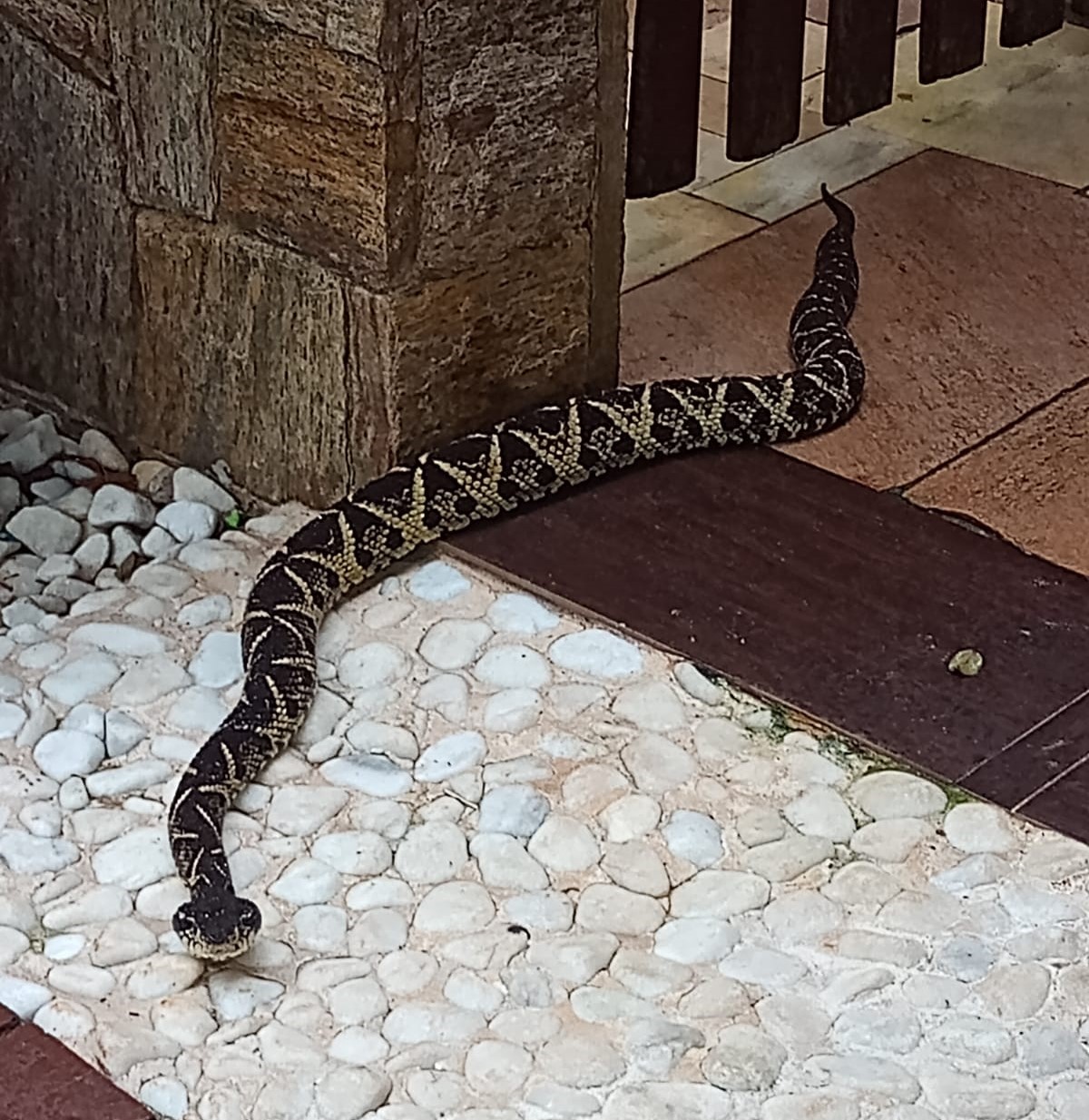 Serpentes comuns em Ubatuba - Curiosidades de Ubatuba