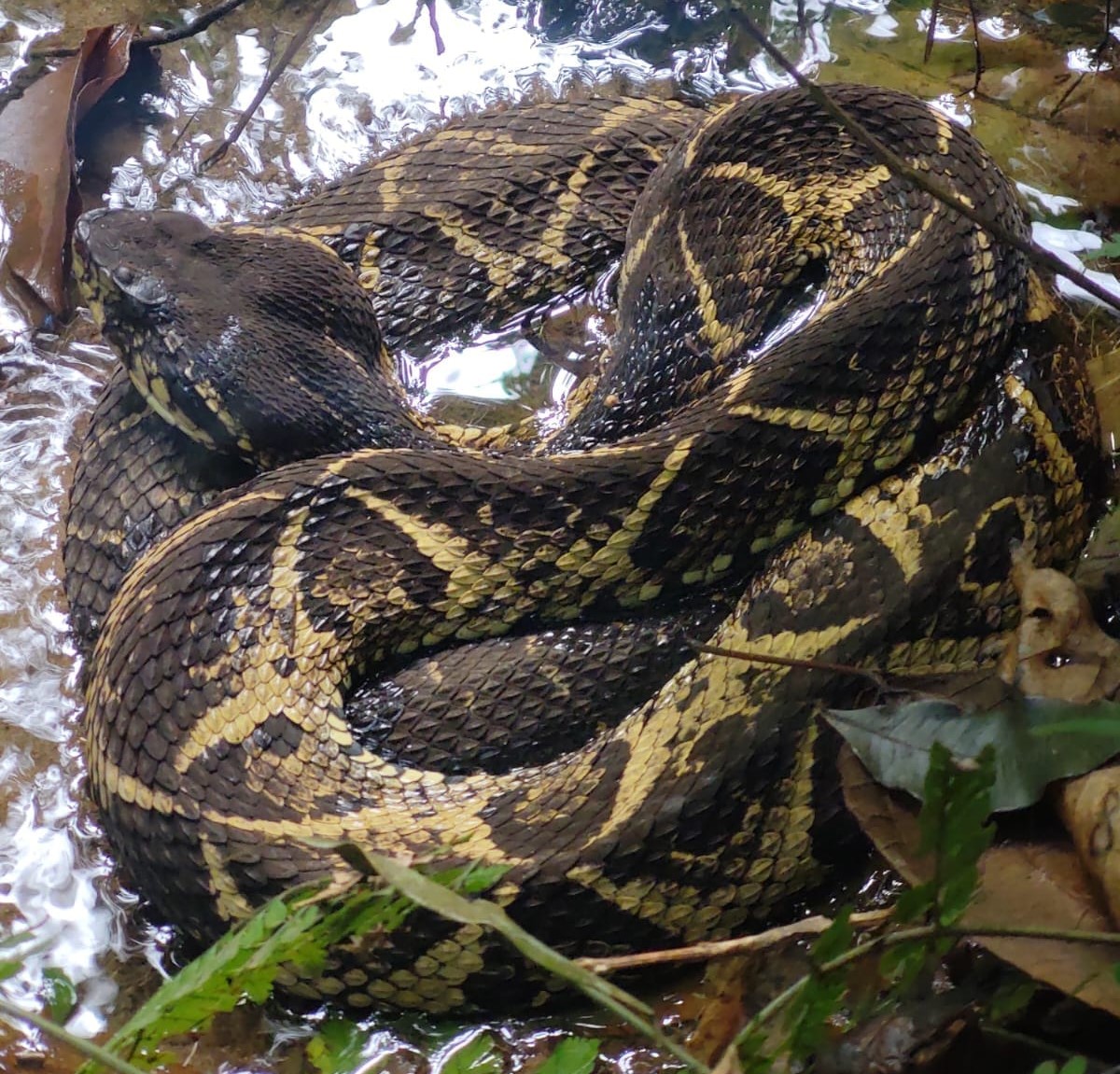 Serpentes comuns em Ubatuba - Curiosidades de Ubatuba