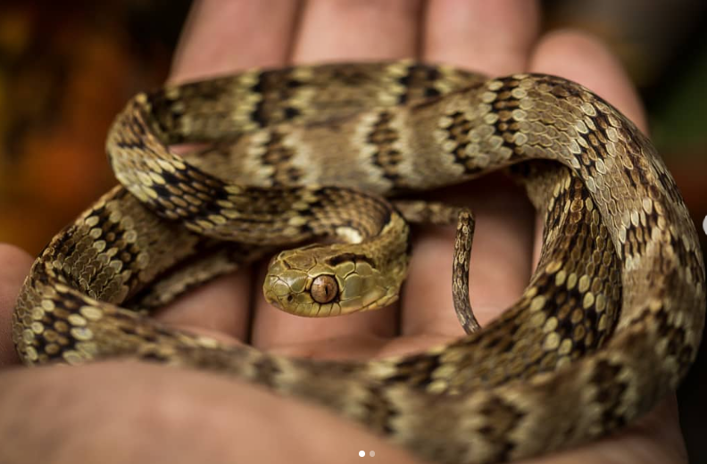 Serpentes comuns em Ubatuba - Curiosidades de Ubatuba