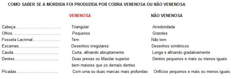Como identificar cobra venenosa e não venenosa