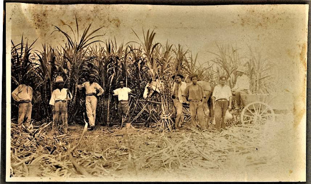 Trabalhadores em canavial na antiga Fazenda Velha - hoje Hardim Carolina - Imagem de Odaury Carneiro