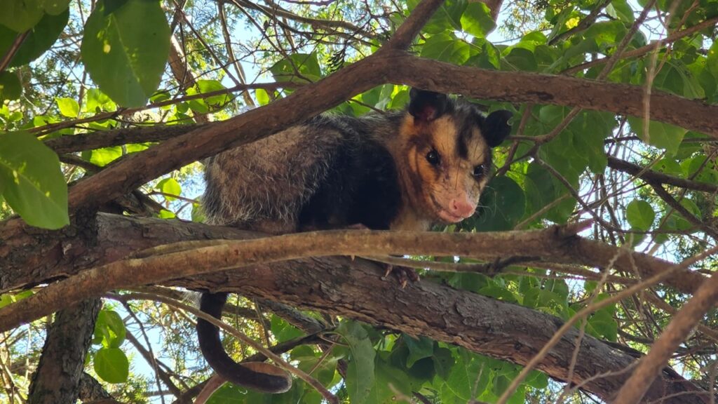 Saruê (Gambá) fotografado durante o dia