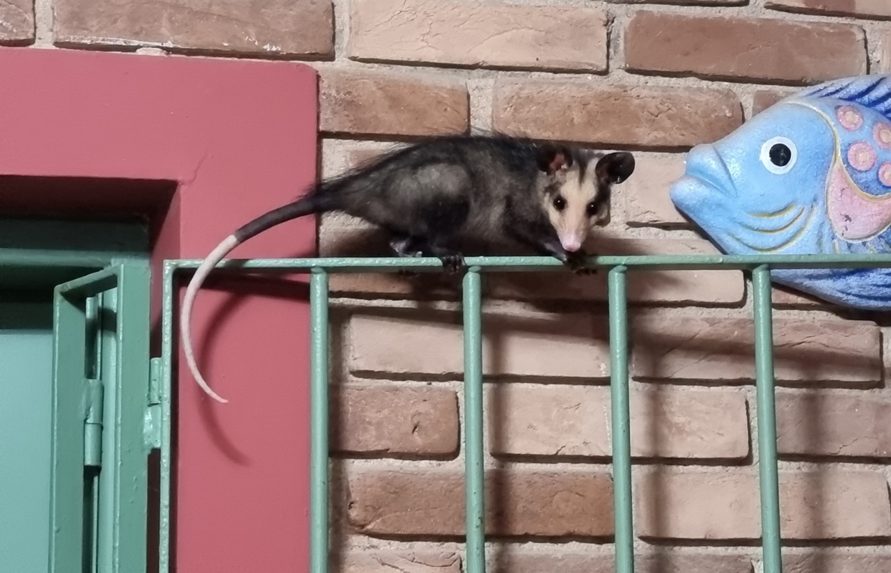 Saruê – O Herói da Noite