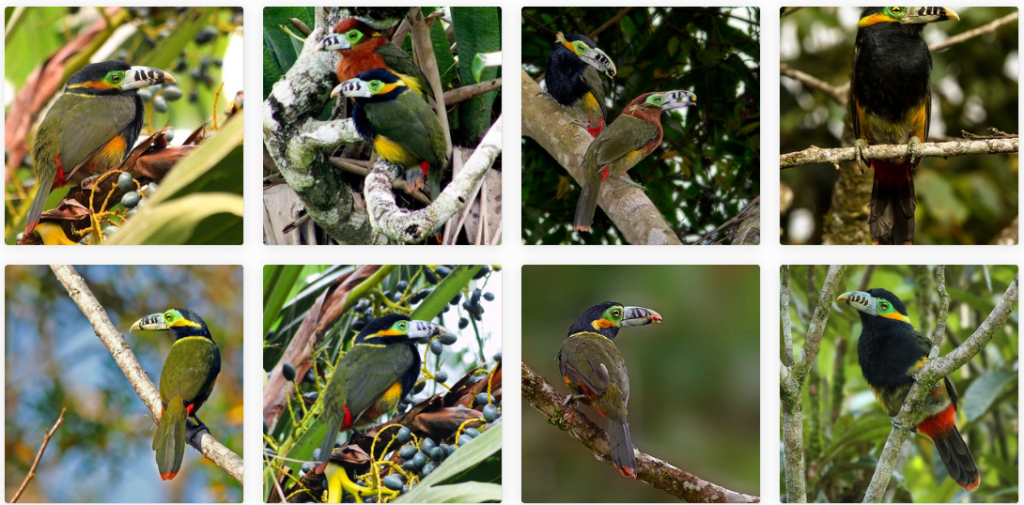 Araçari Poca - Imagem extraída de Wiki Aves