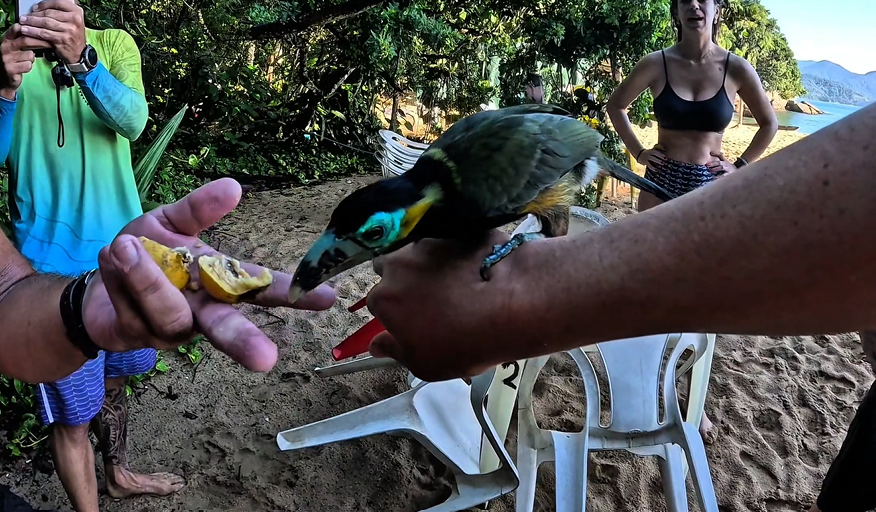 Você conhece o Araçari Poca?