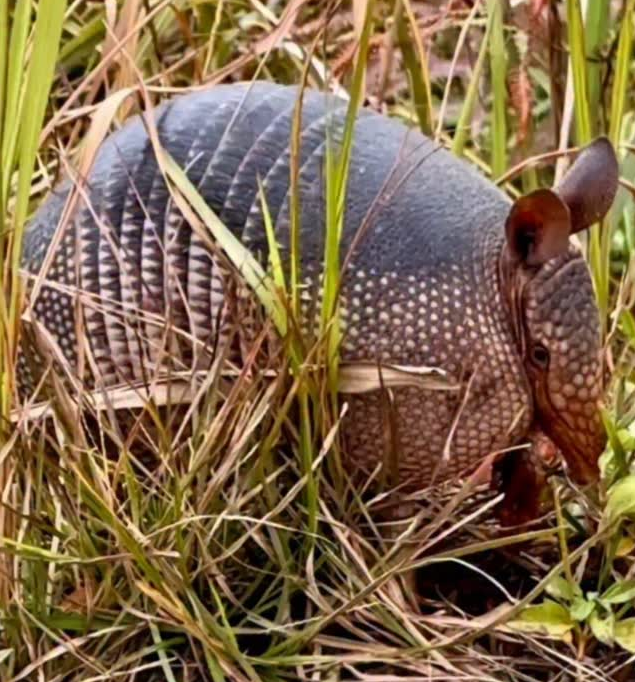 Tatu na Praia da Figueira