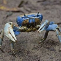O Guaiamu é encontrado neste Meio Ambiente