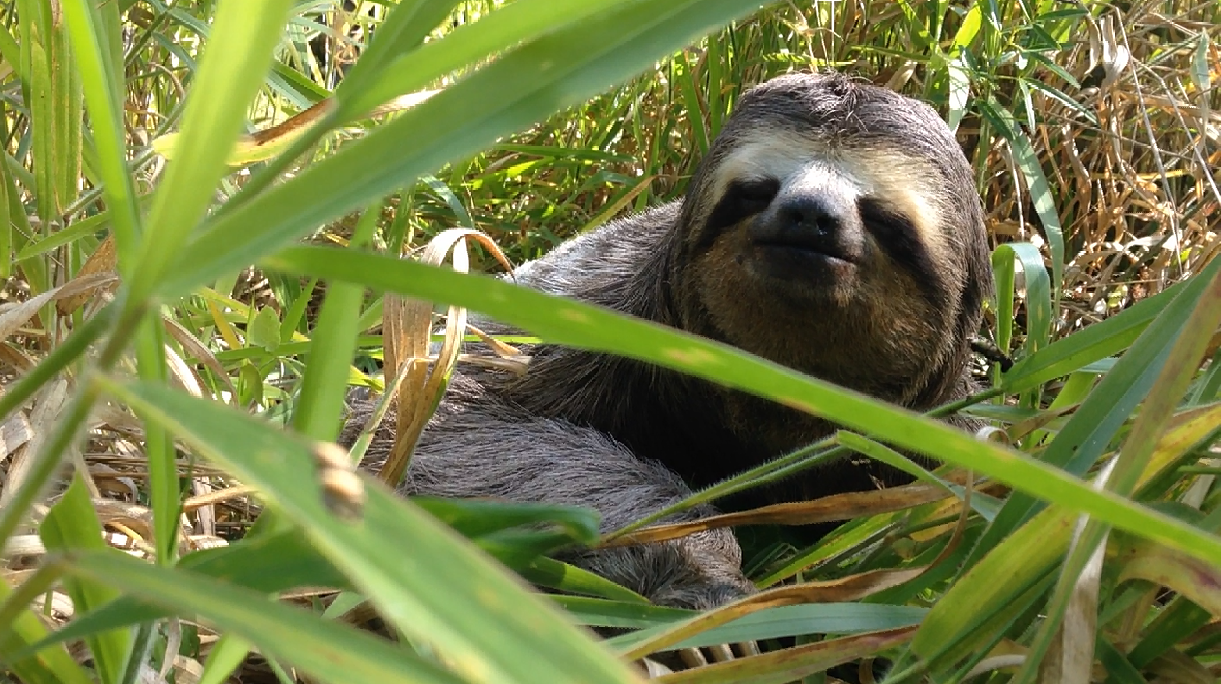 Bicho Preguiça - Nativo da Mata Atlântica em Ubatuba