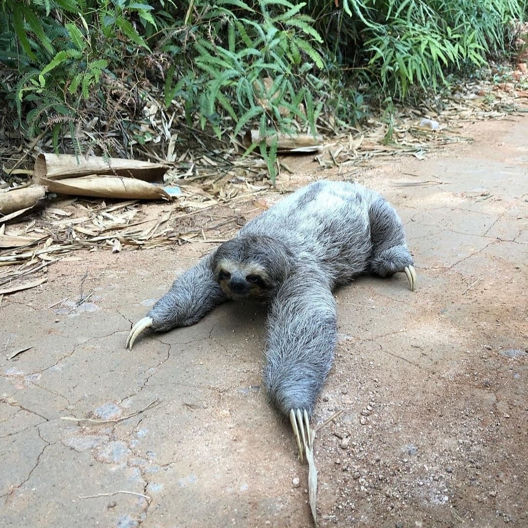Bicho Preguiça - Nativo da Mata Atlântica em Ubatuba