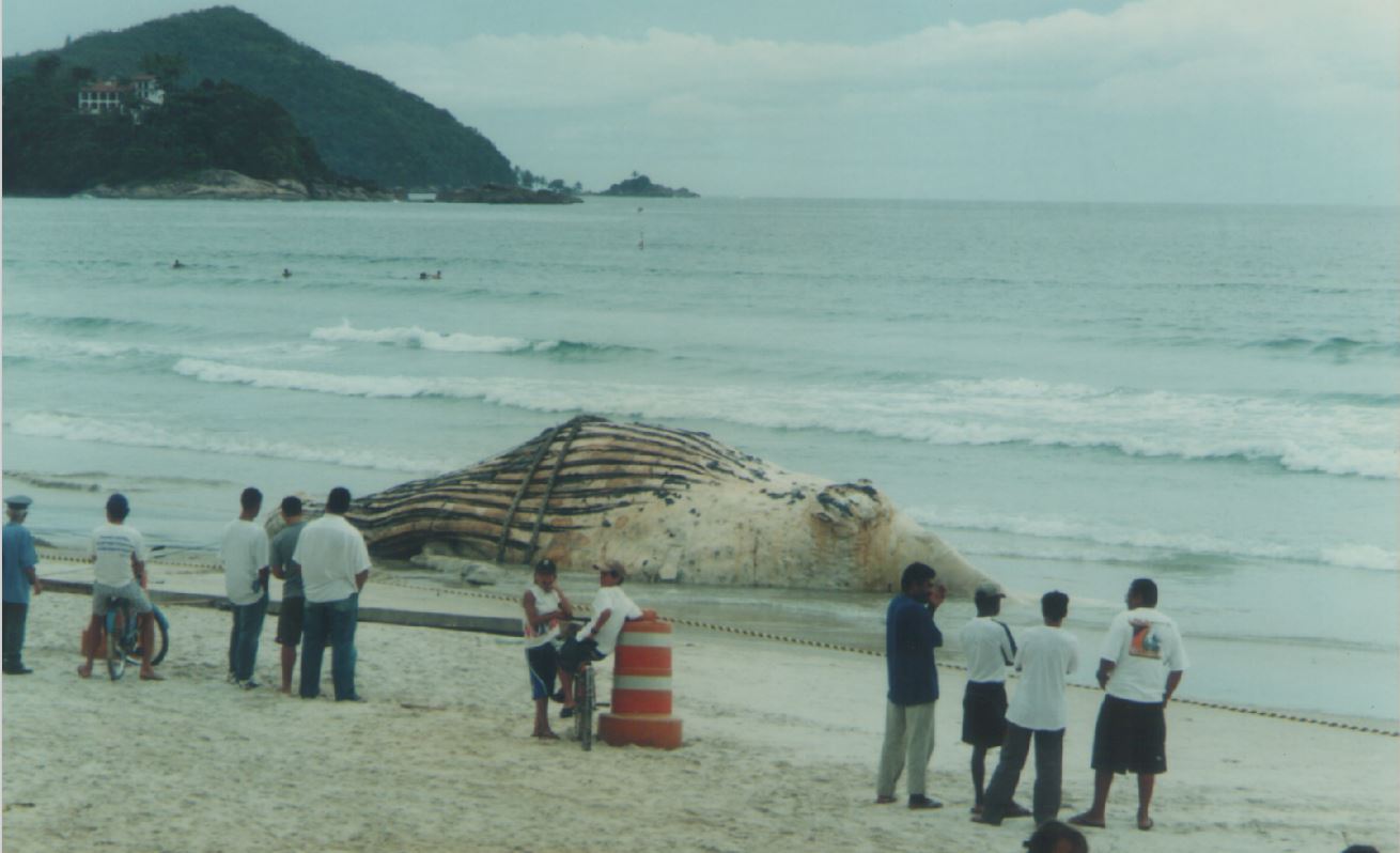 Baleia em Ubatuba