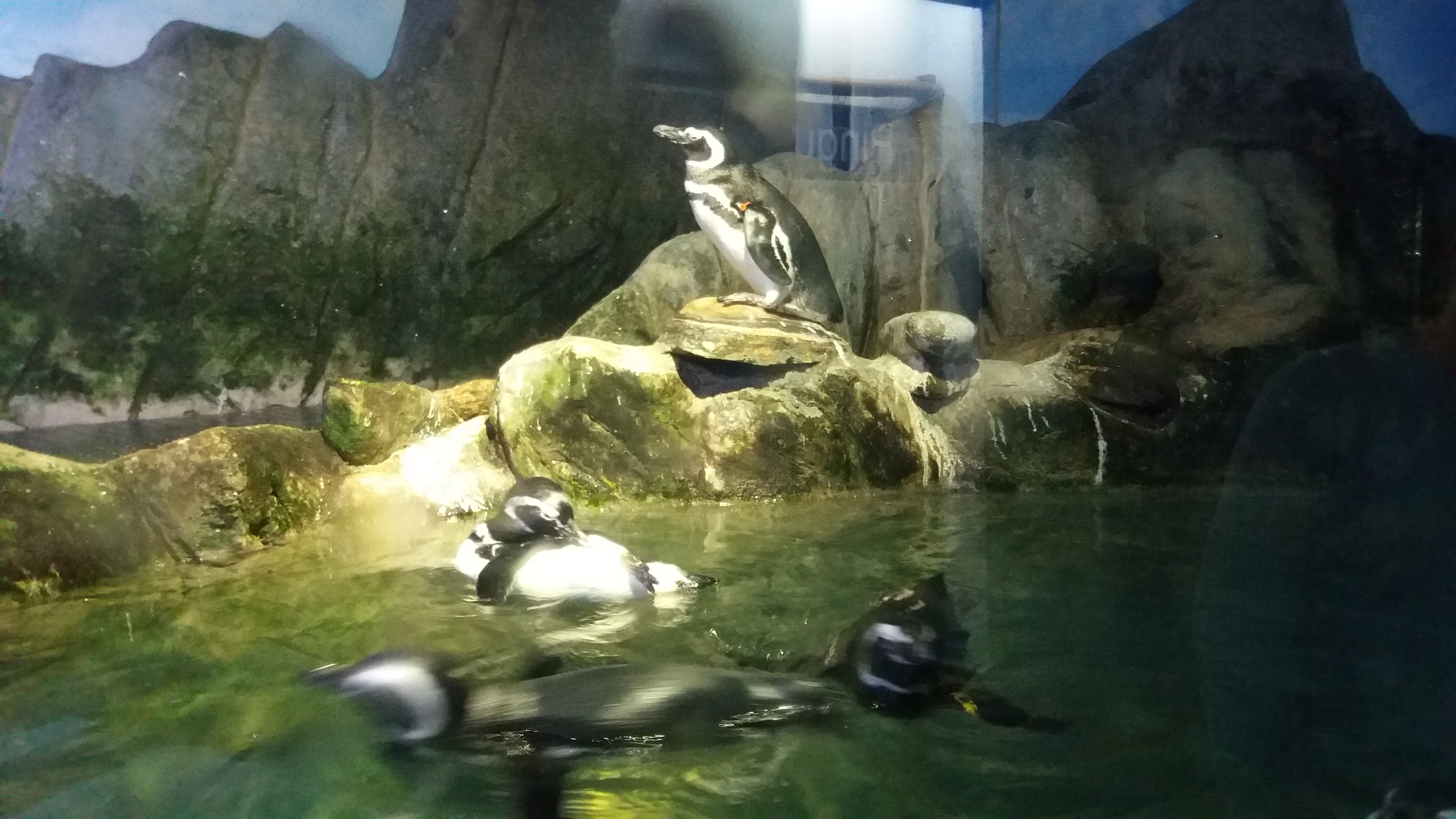 Pinguins de Magalhâes no Aquário de Ubatuba