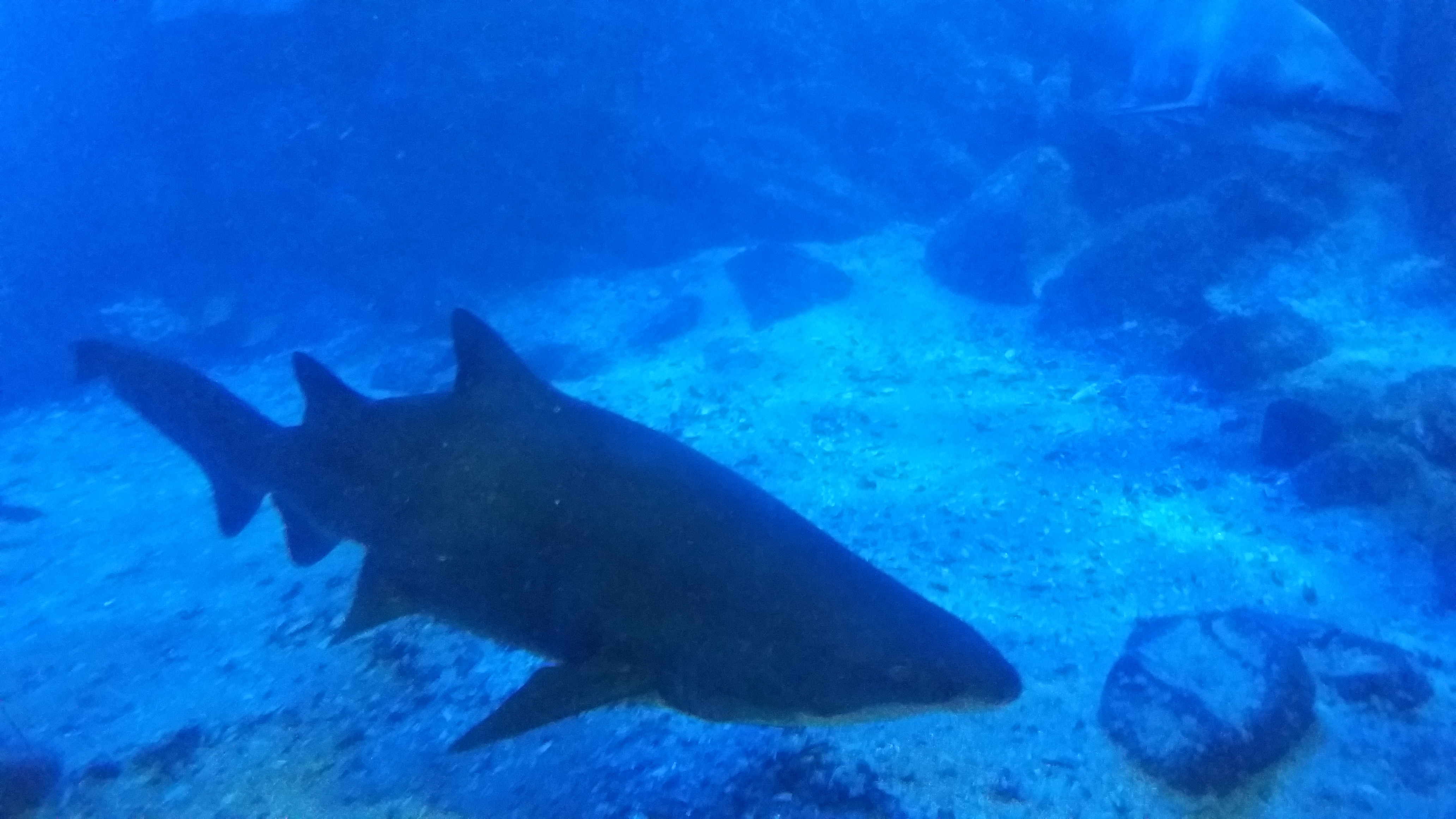 Tubarão no tanque oceânico do Aquário de Ubatuba