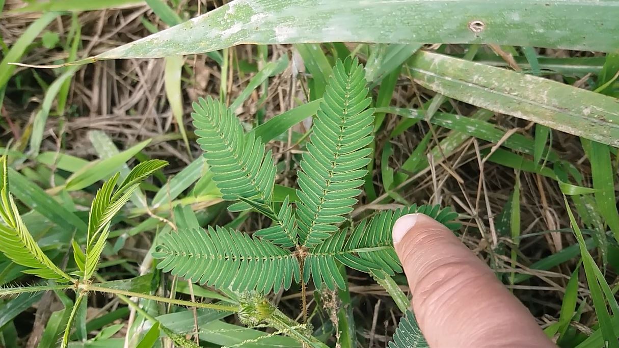 Curiosidades del tipo:planta