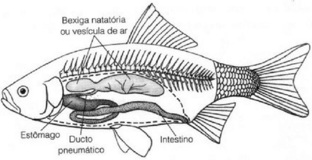 Alguns órgãos presentes nos peixes. Perceba a anatomia e a localização da bexiga natatória ou vesícula de ar. Fonte: Adaptado de Pough; Heiser, 2008.