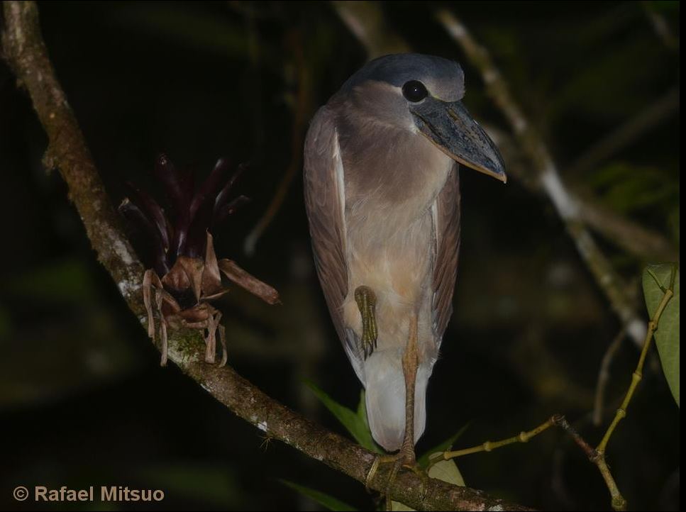 Este Araripá foi fotografado numa trilha noturna na reserva Dacnis - Imagem de @rafael__mitsuo