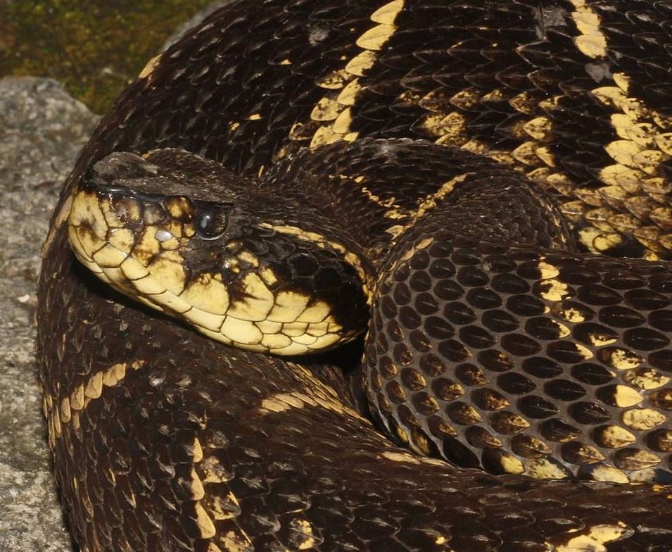 Foram oito anos de monitoramento consistente de Bothrops jararacussu realizado pelo Projeto Dacnis em Ubatuba