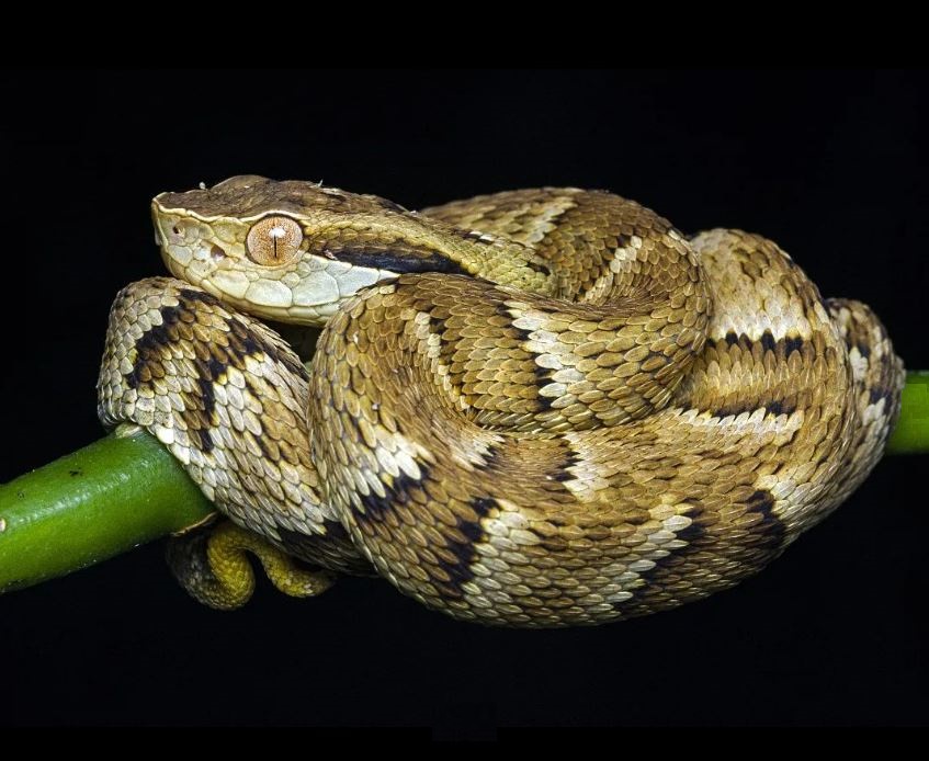 Jararaca Jararaca (Bothrops jararaca) - Imagem de @botelho.lucasm