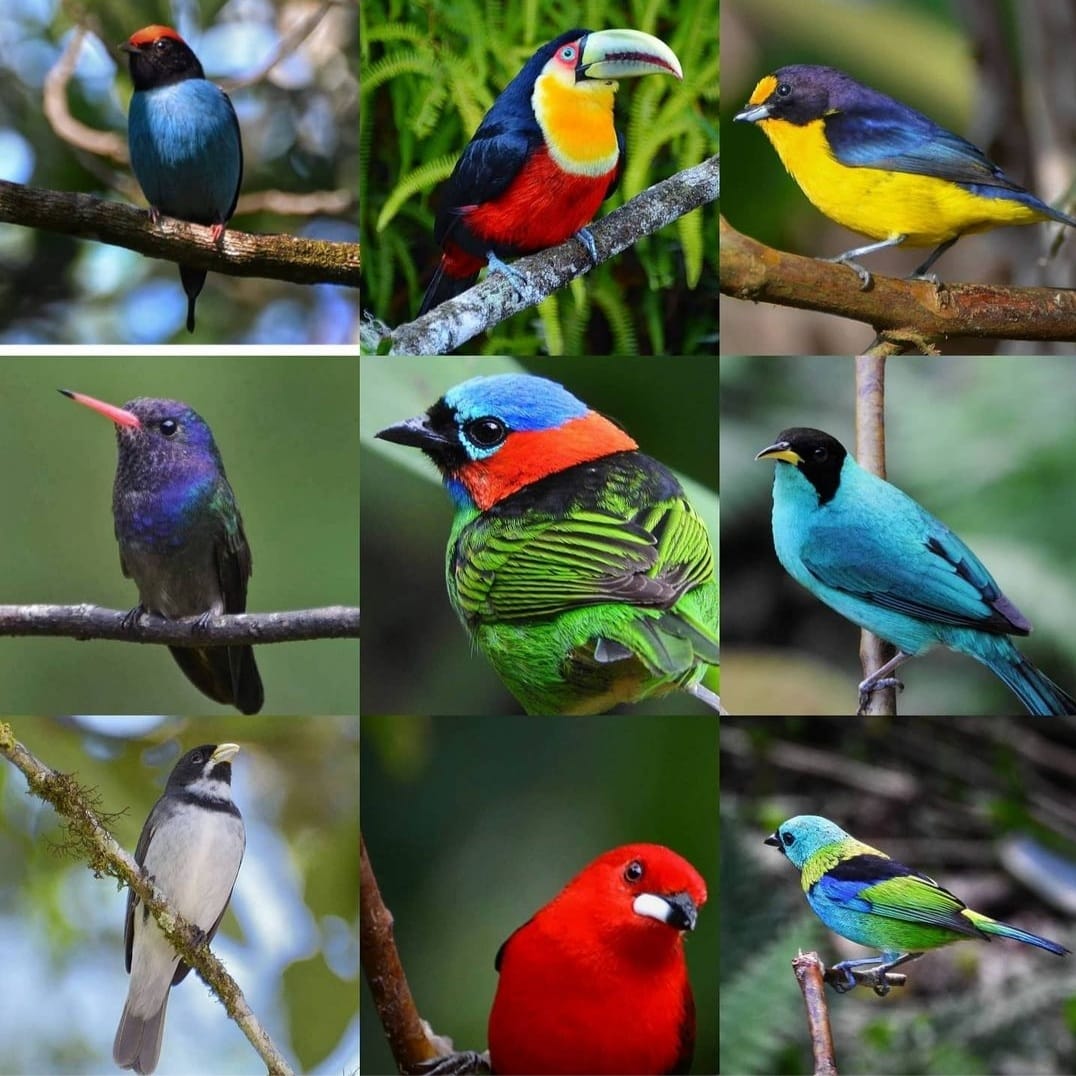 Serpentes comuns em Ubatuba - Curiosidades de Ubatuba