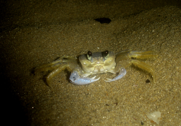 Guaruça a noite