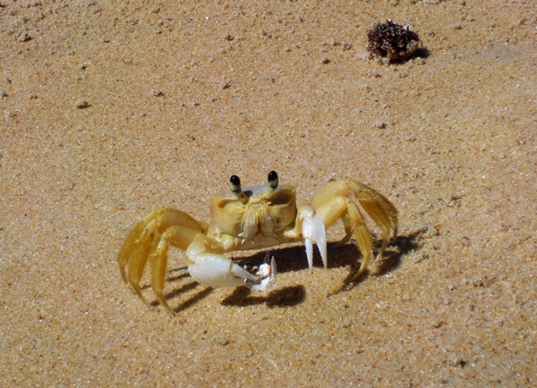 Guaruçá - limpeza de praia