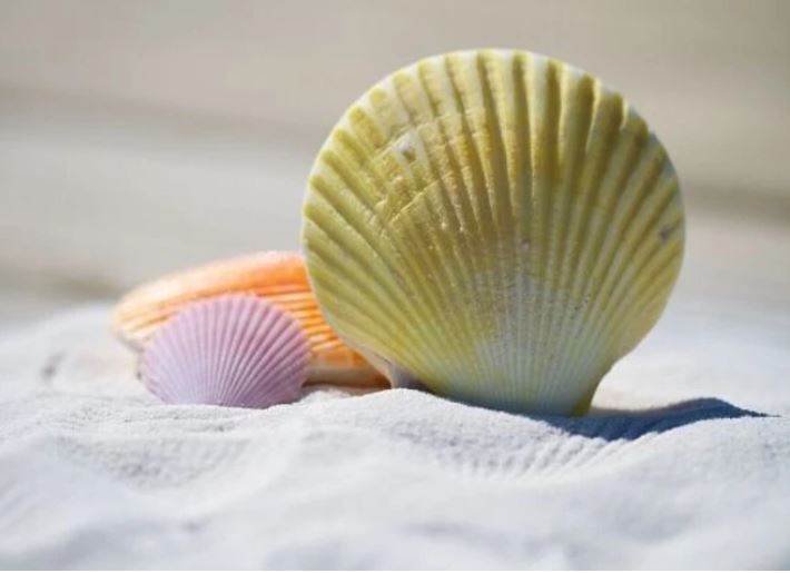 O papel das conchas no ambiente marinho