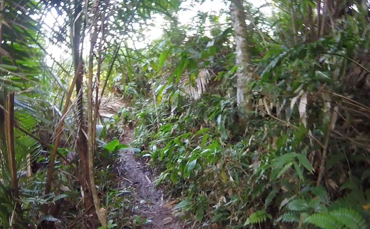 Trilha da rodovia até a costeira do Saco da Mãe Maria